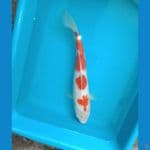 kohaku 36 cm