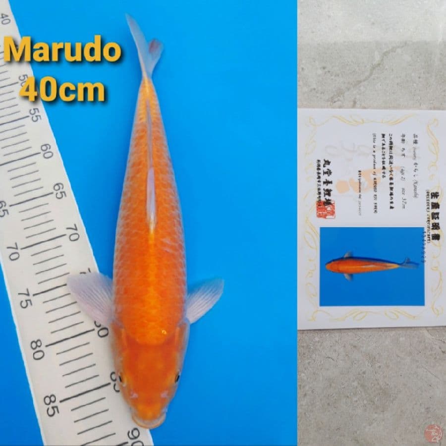 MARUDO KARASHI 40CM SERTI