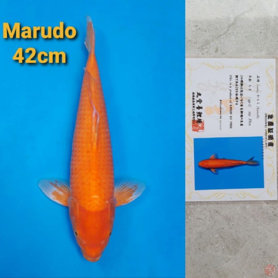 MARUDO KARASHI 42CM SERTI