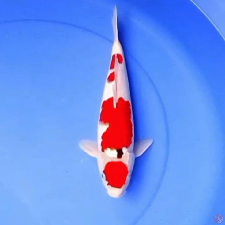 TATEGOI SANKE 32cm