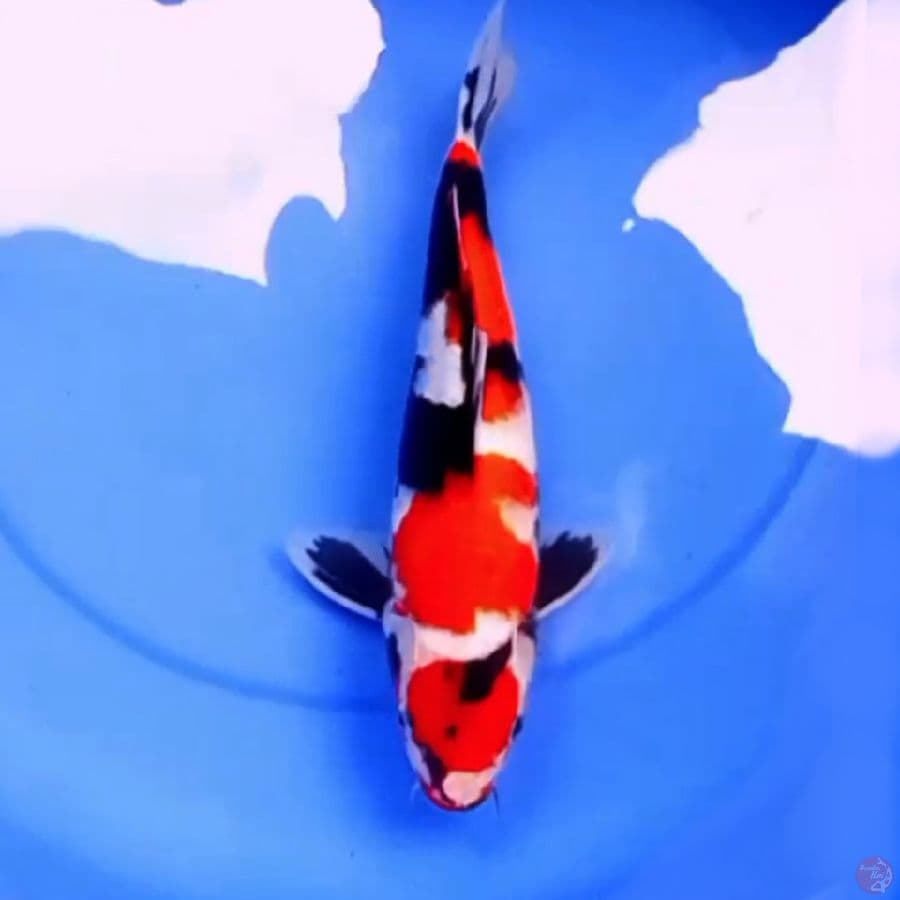 KINDAI SHOWA HQ 35cm