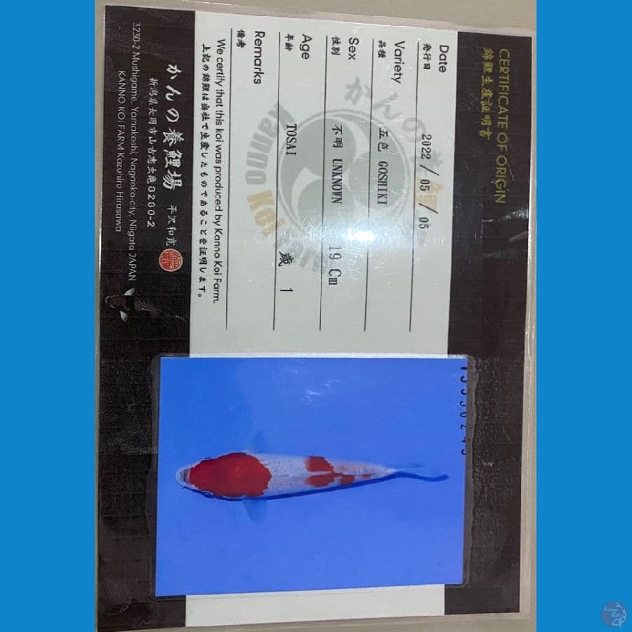 gosiki kanno koi farm 25cm