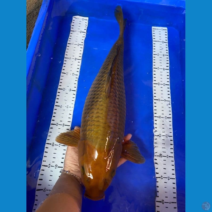 munuk 50 cm chagoi~ F