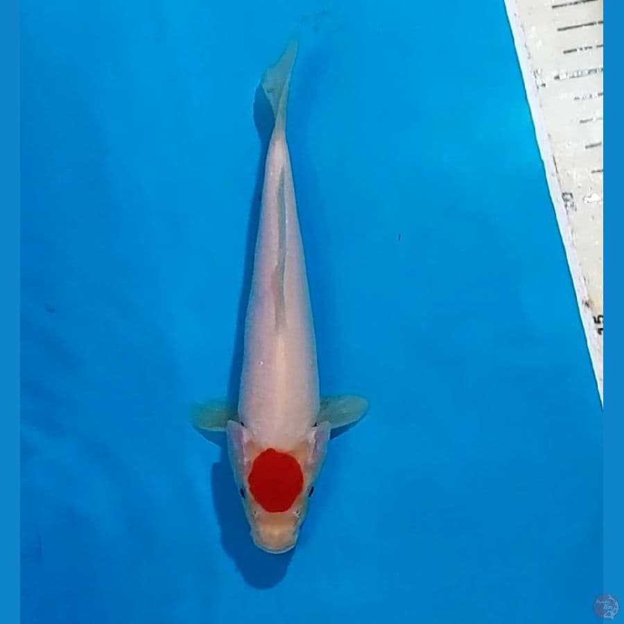 ORIGINAL TANCHO KOHAKU 19 CM