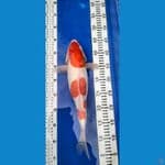 *KOHAKU DOITSU 37cm Female 
