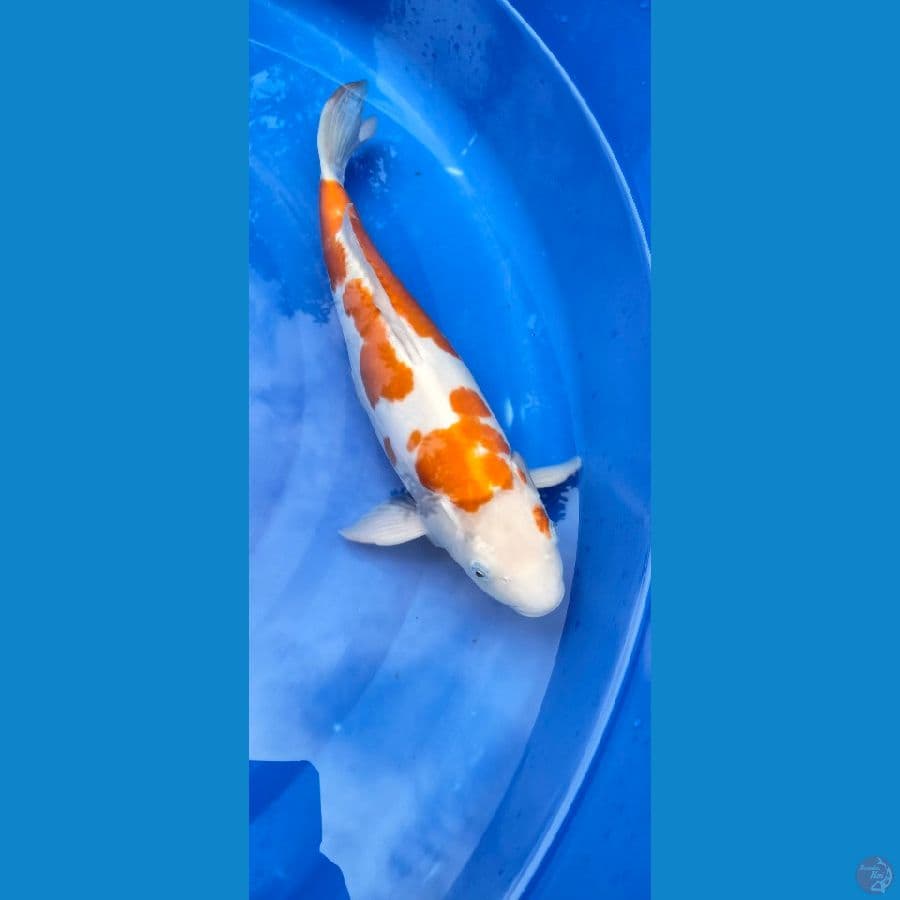 *KOHAKU DOITSU 40cm Female 