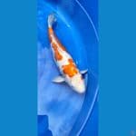 *KOHAKU DOITSU 40cm Female 