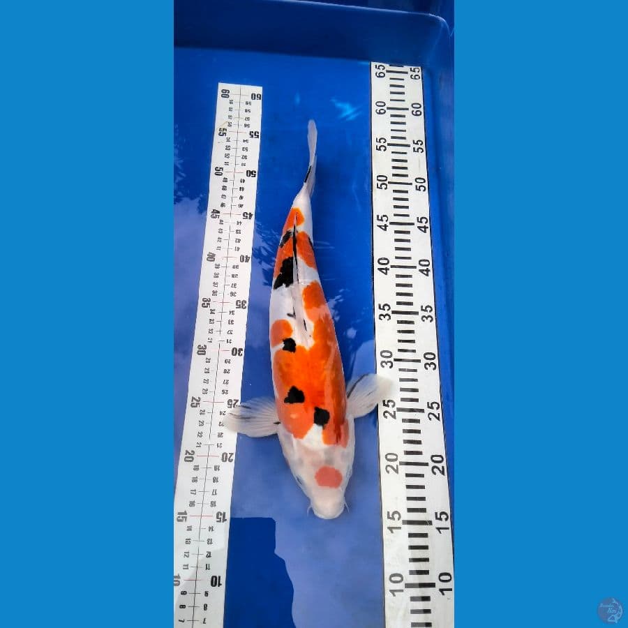 *SANKE DOITSU 37cm Female