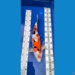 *SANKE DOITSU 37cm Female 