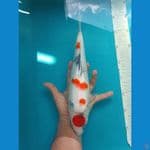 Tancho Showa 35 cm