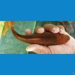 karamel 20 cm