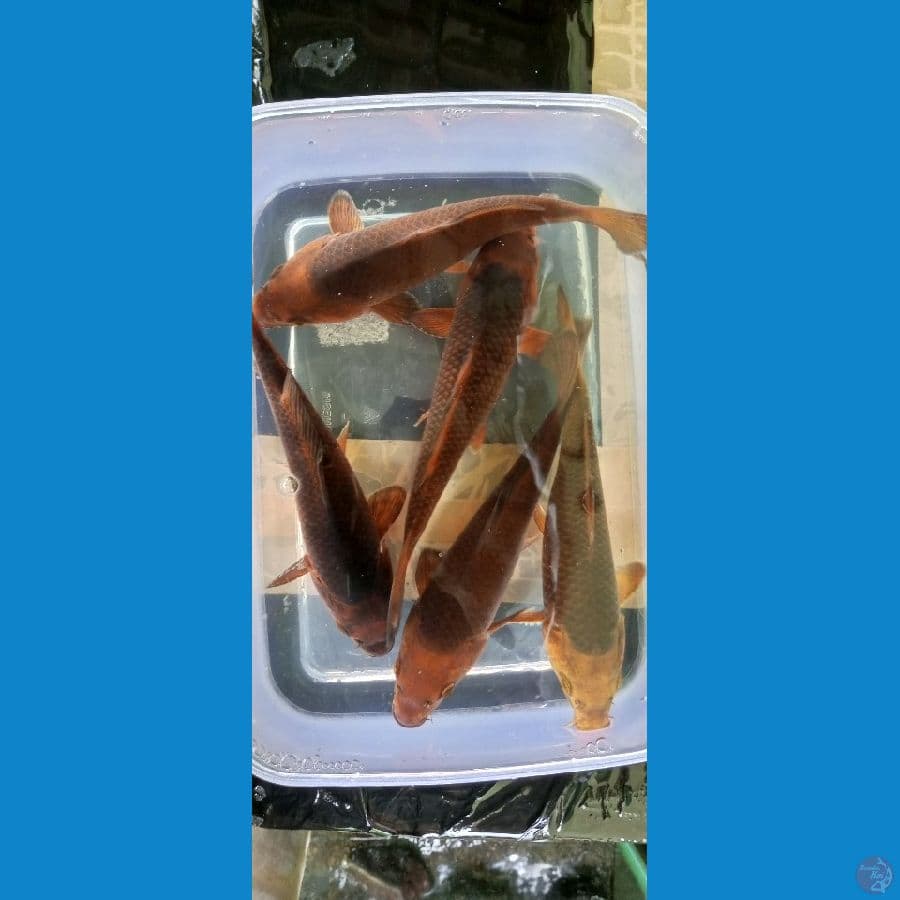 katamel