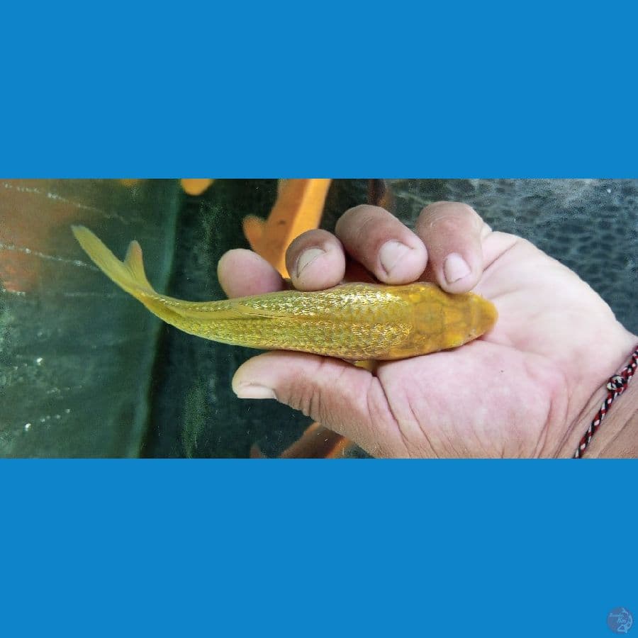 midori SQ, 16 CM