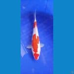 kuhaku doitsu strong 33 cm