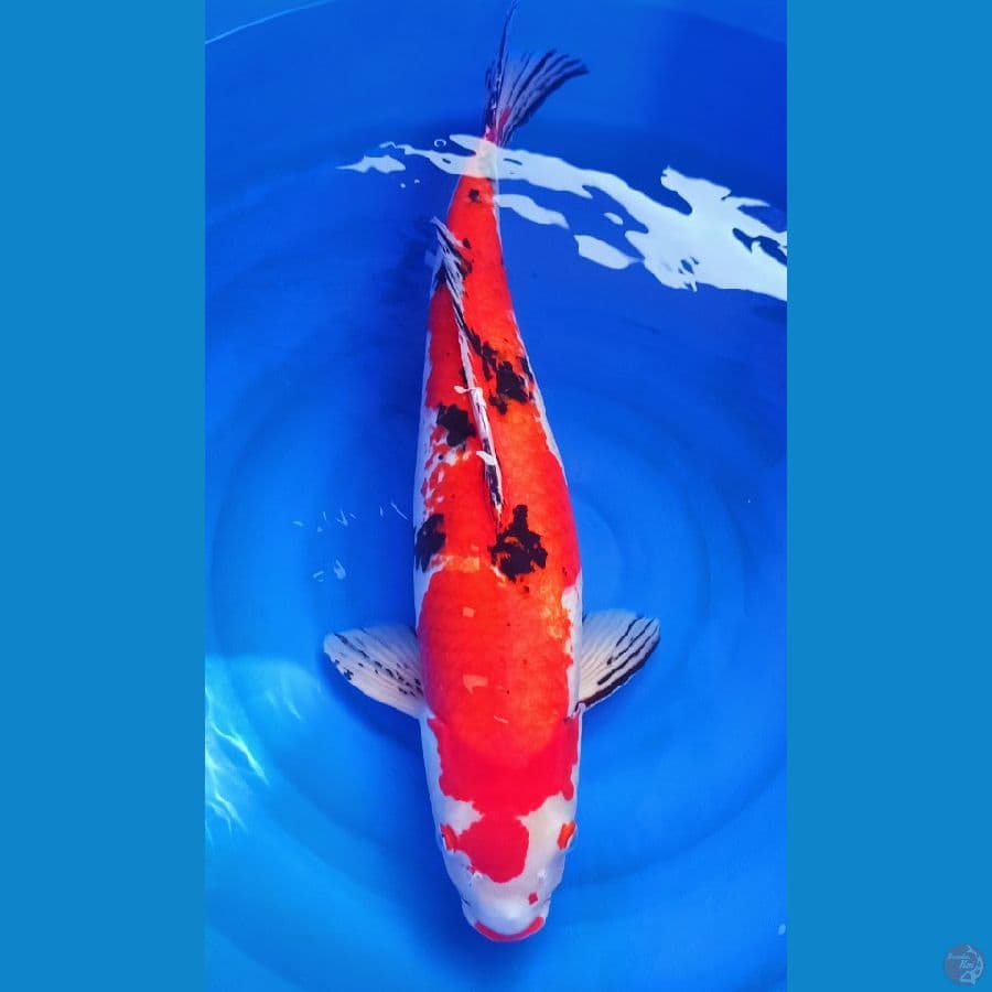 Size 70bu sanke tajima merah strong 