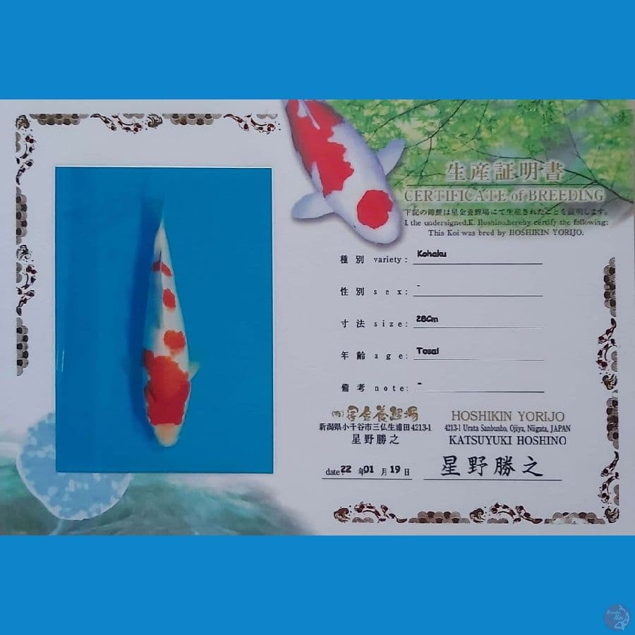 HQ Jumbo Kohaku 60 cm.