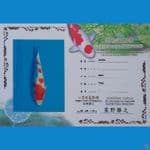 HQ Jumbo Kohaku 60 cm.