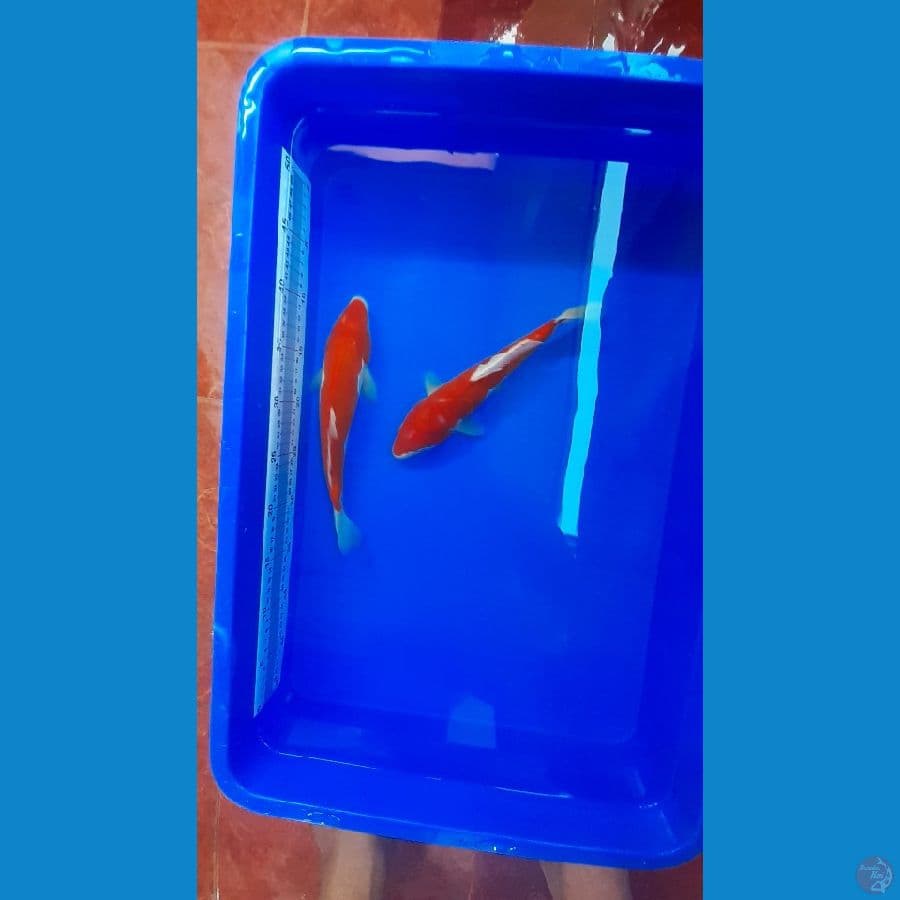 STRAIGHT HI KOHAKU 25-26CM