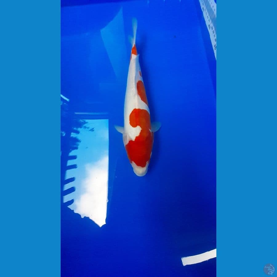 KOHAKU DOITSU F-30CM