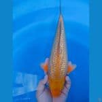 GINRIN C 34CM