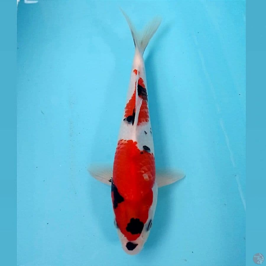 showa, 23 cm