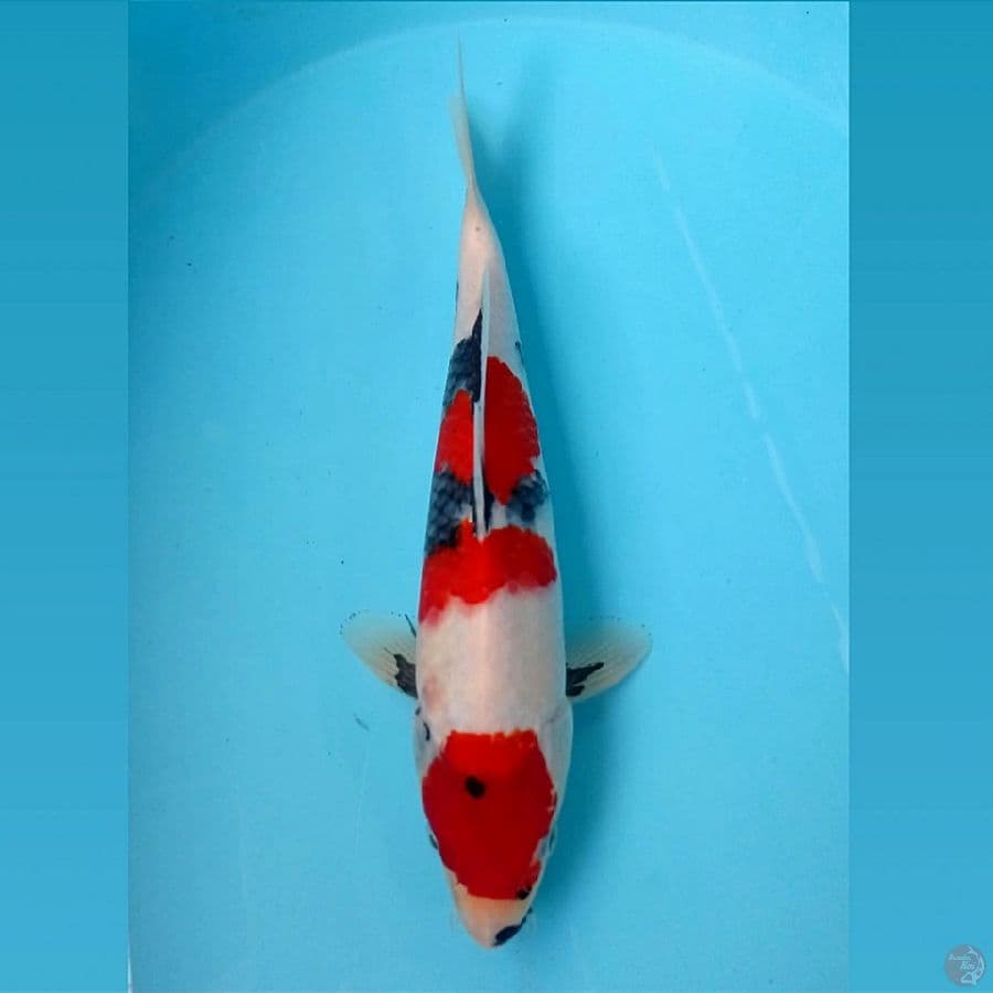 showa, 28 cm