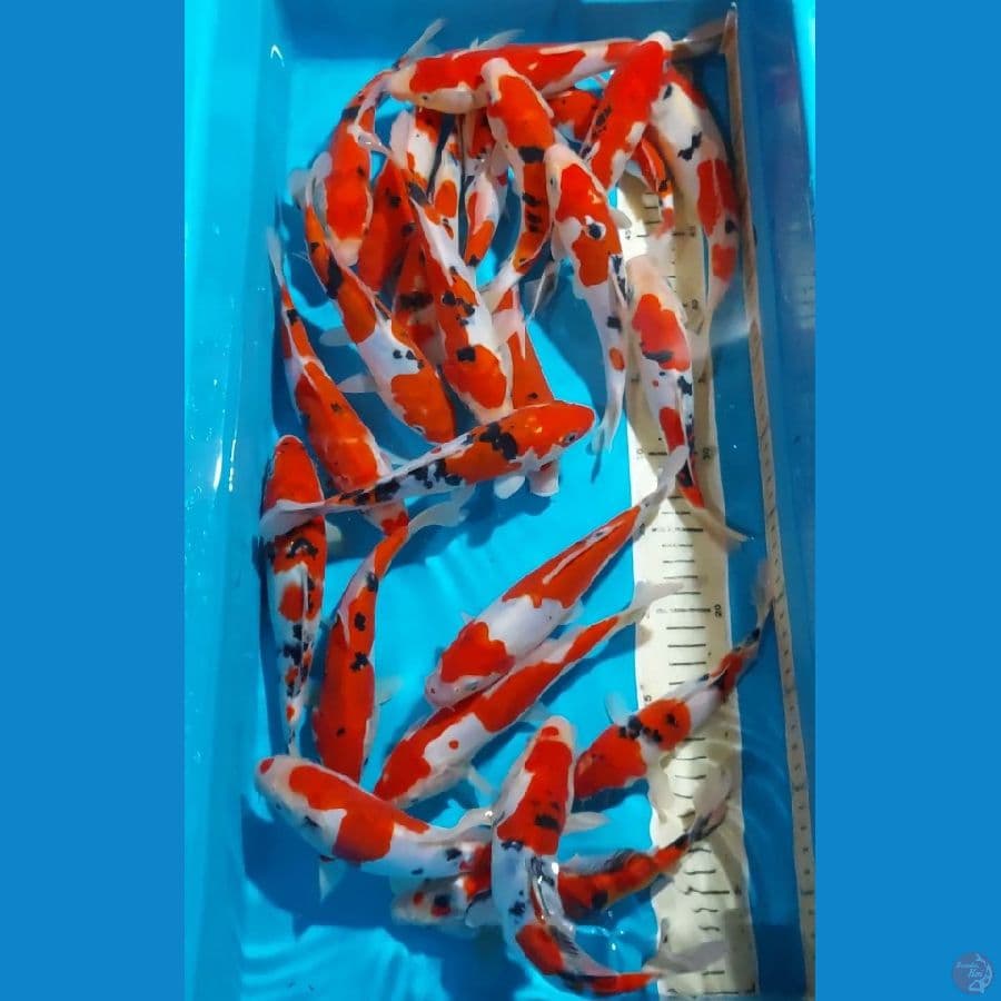 SANKE KOHAKU  PROSPECK 20-25 CM 24 EKOR