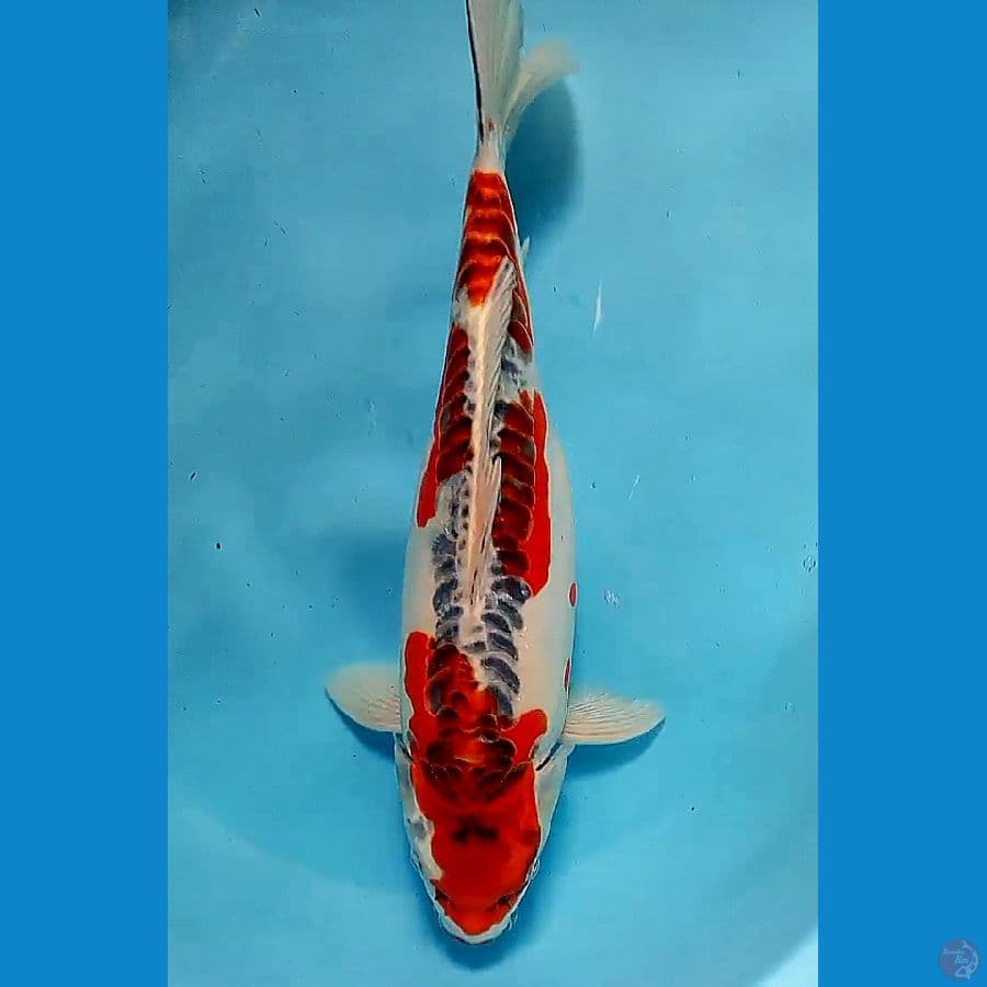 40 cm jumbo kujaku doit