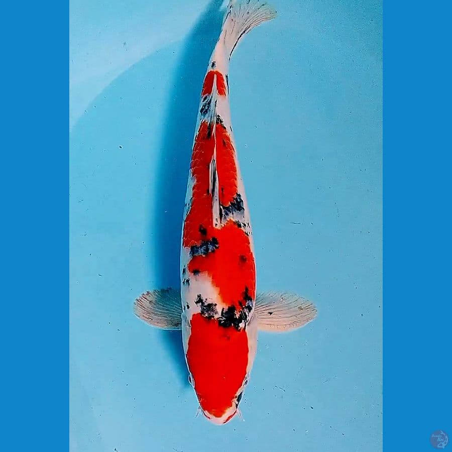 37 cm sanke red strong male