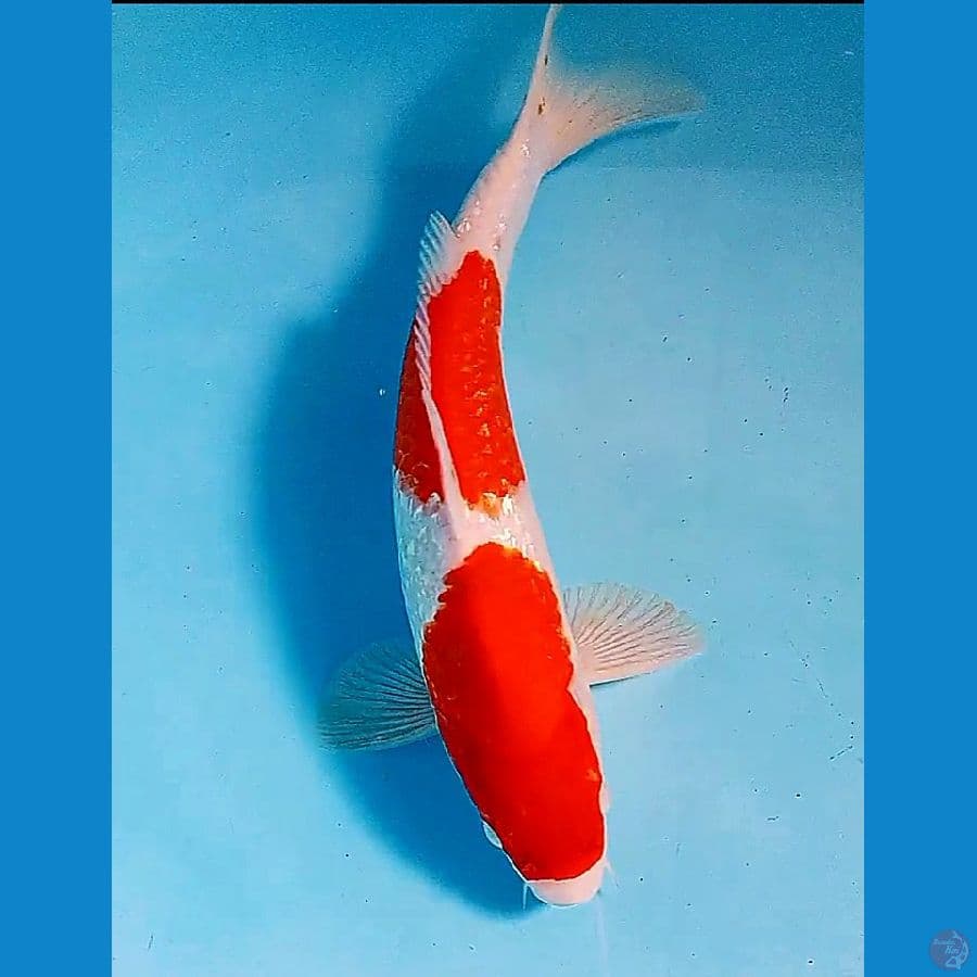 32 cm kohaku ginrin male