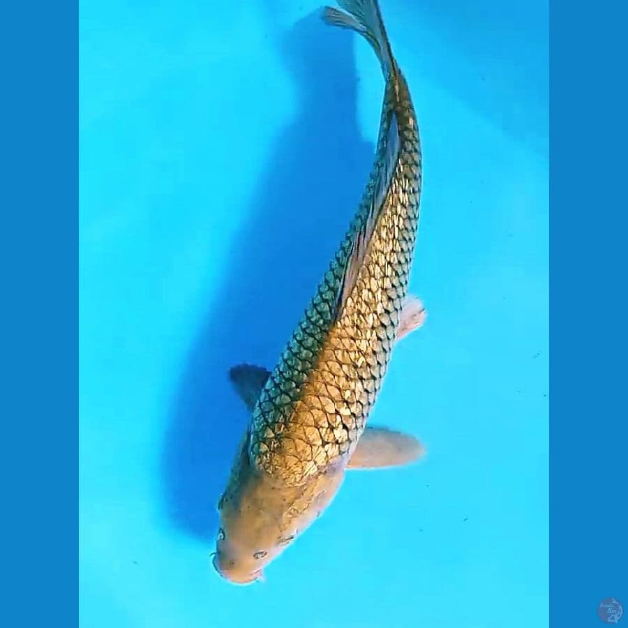 35 cm midori full ginrin ml