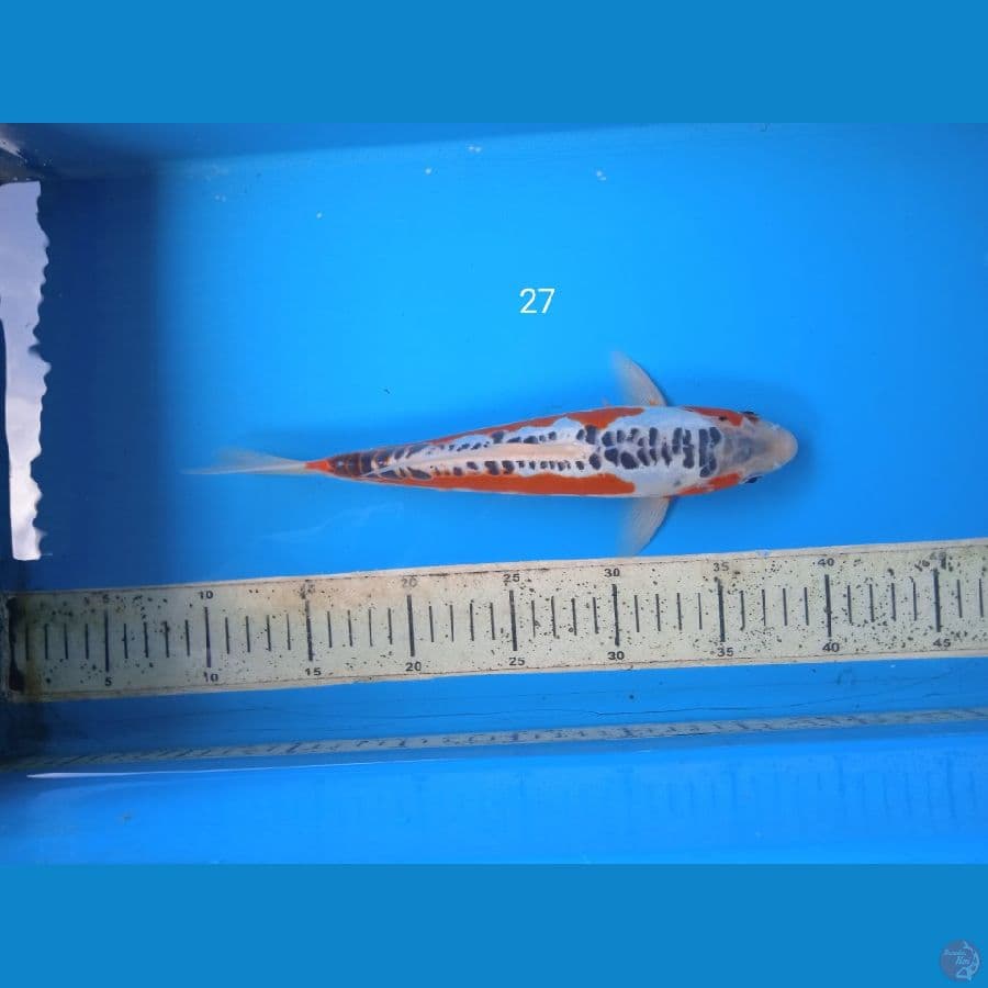 shusui 27cm