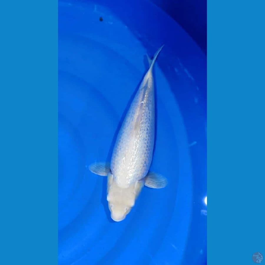 ginrin padat 40bu female 