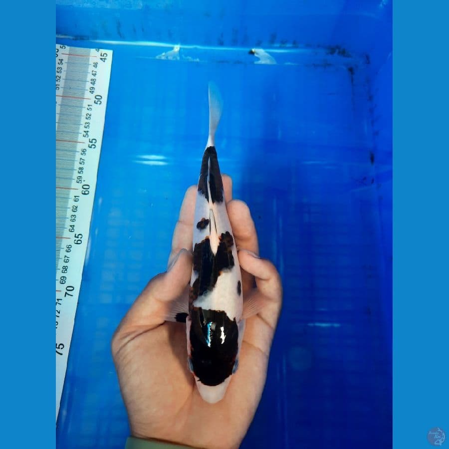 Goromo 20 cm 