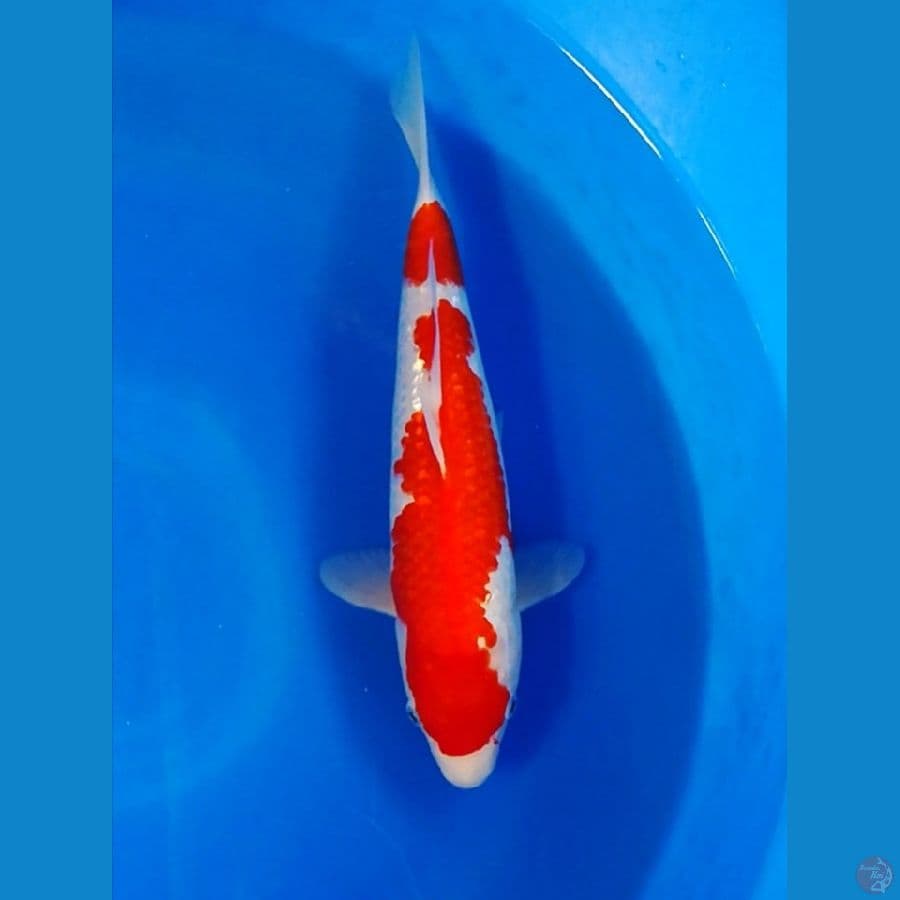 kohaku