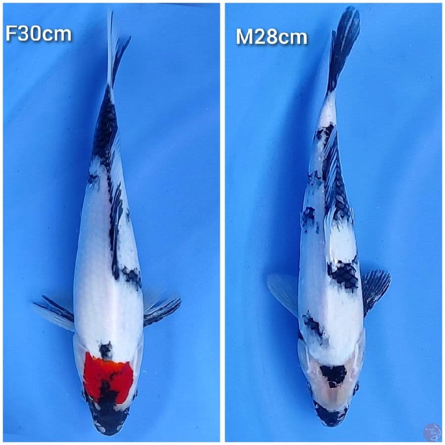 Tategoi 28-30cm