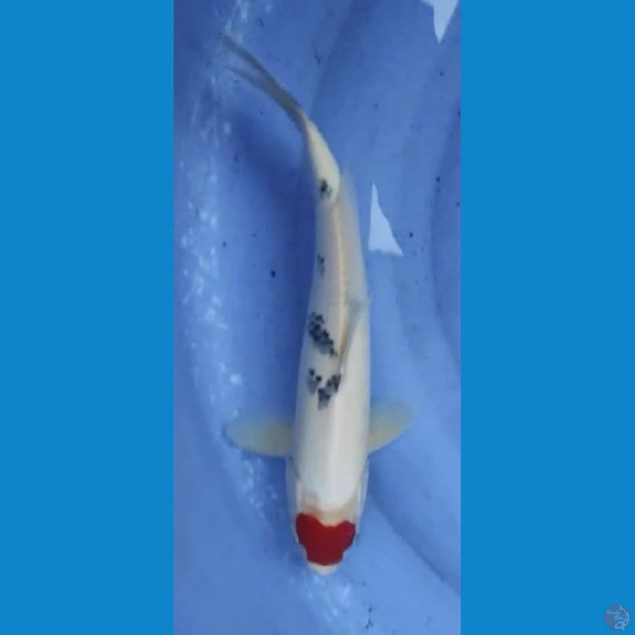 tancho orginal 38cm jantan