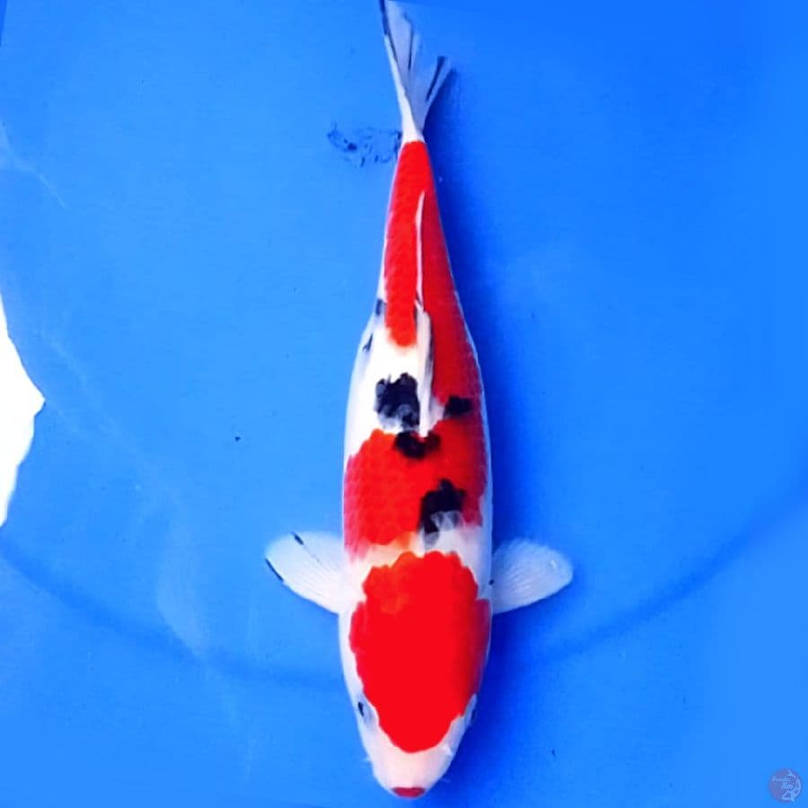 28cm HANATSUKA SANKE
