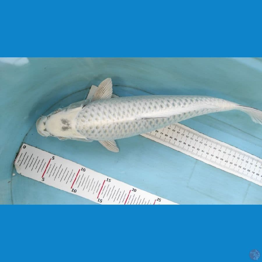 mukasi salju 41cm berpunok