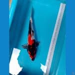 Showa Petir 33cm