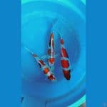 paket kohaku doitsu sama kikokuryu 27,28,32