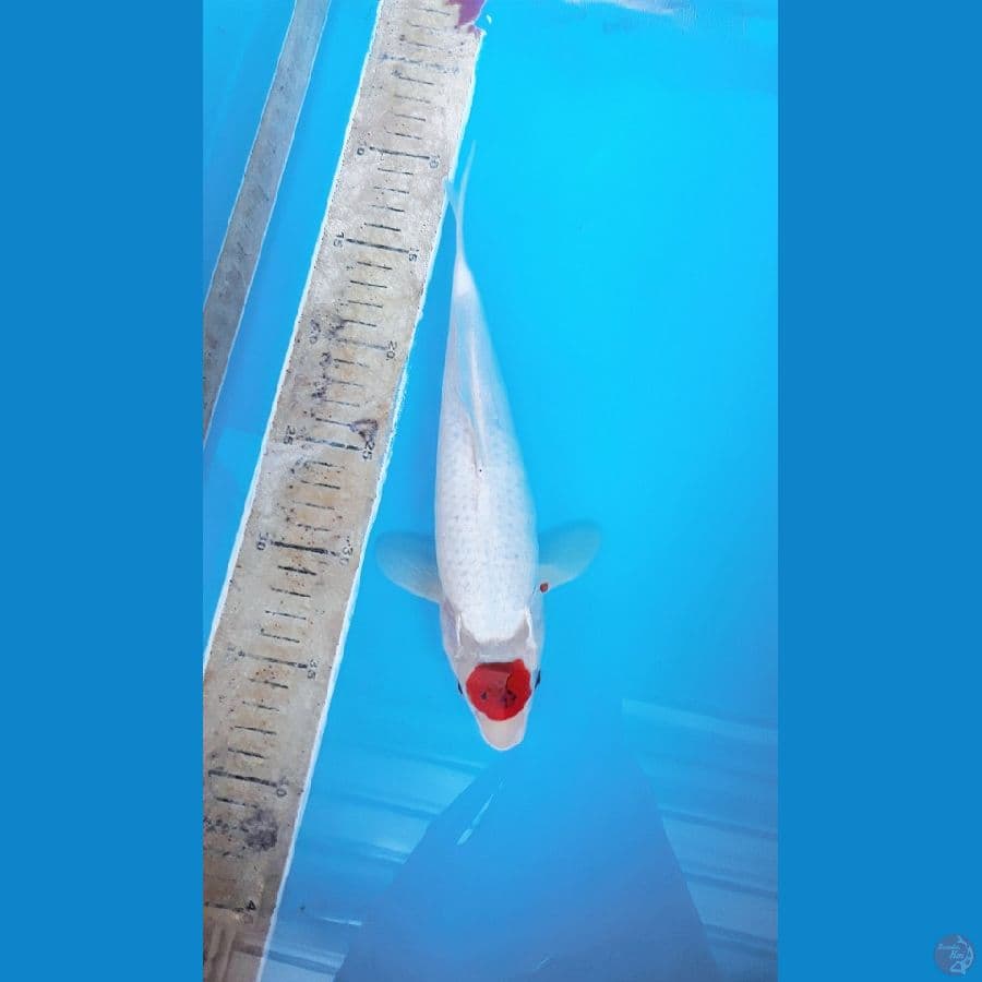 Tancho 26cm