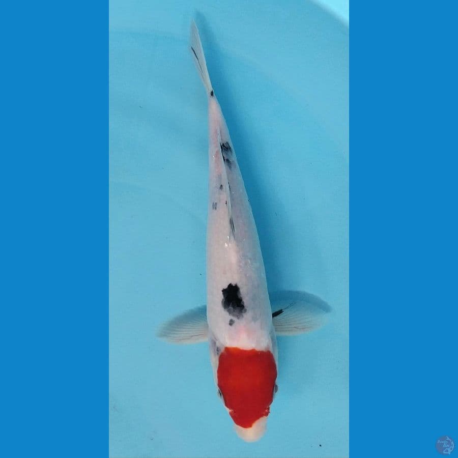 Tanco sanke 25cm