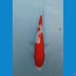 Kohaku gindrin padat 15cm
