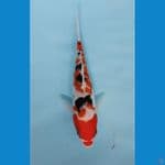 Sanke sanshoku 20cm