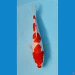 kohaku 21cm