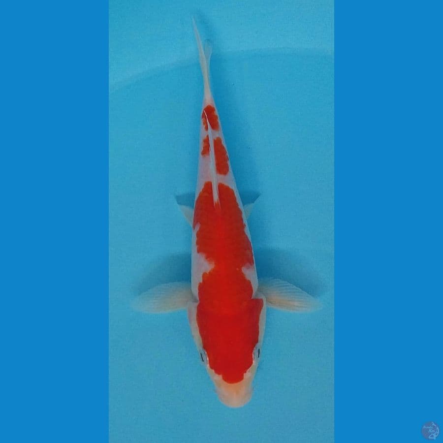 kohaku 20cm