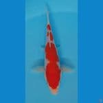 kohaku 20cm