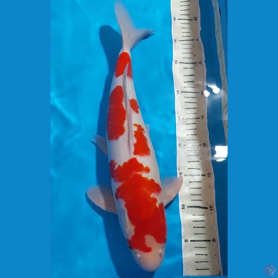 ORIGINAL KOHAKU BULKY 43 CM JANTAN