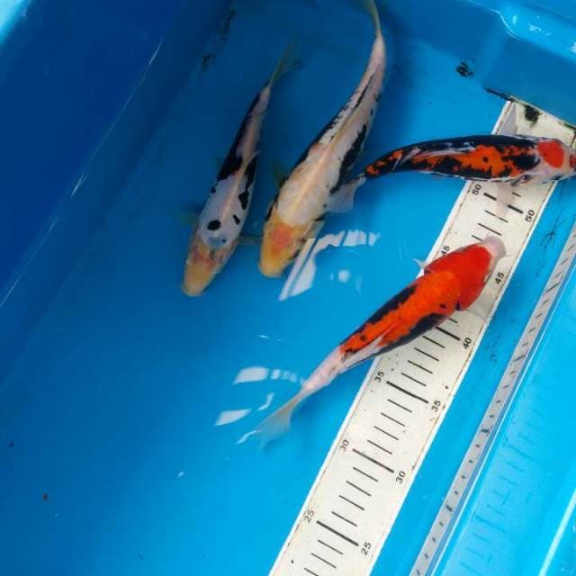 Mix kumonriyu dan beni kumonriyu 4 ekor
